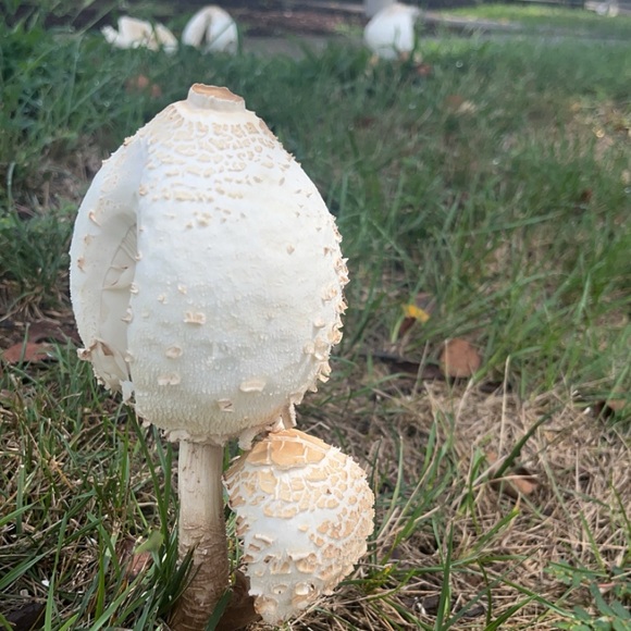 Whimsiesimsie is live!🧡🍄🌻 - Picture 6 of 6